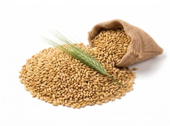 Jau (Barley) grains (पूजन जौ) | Pujan Jau | Puja Jau - 100gm Detail