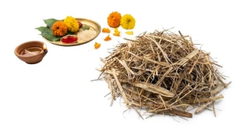 RDS Original Kush (Darbha) for Rituals &amp; Festivals (20g)