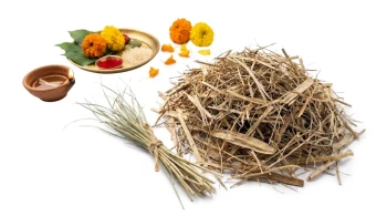 RDS Original Kush Grass (Darbha Grass) for Rituals &amp; Festivals (20g)